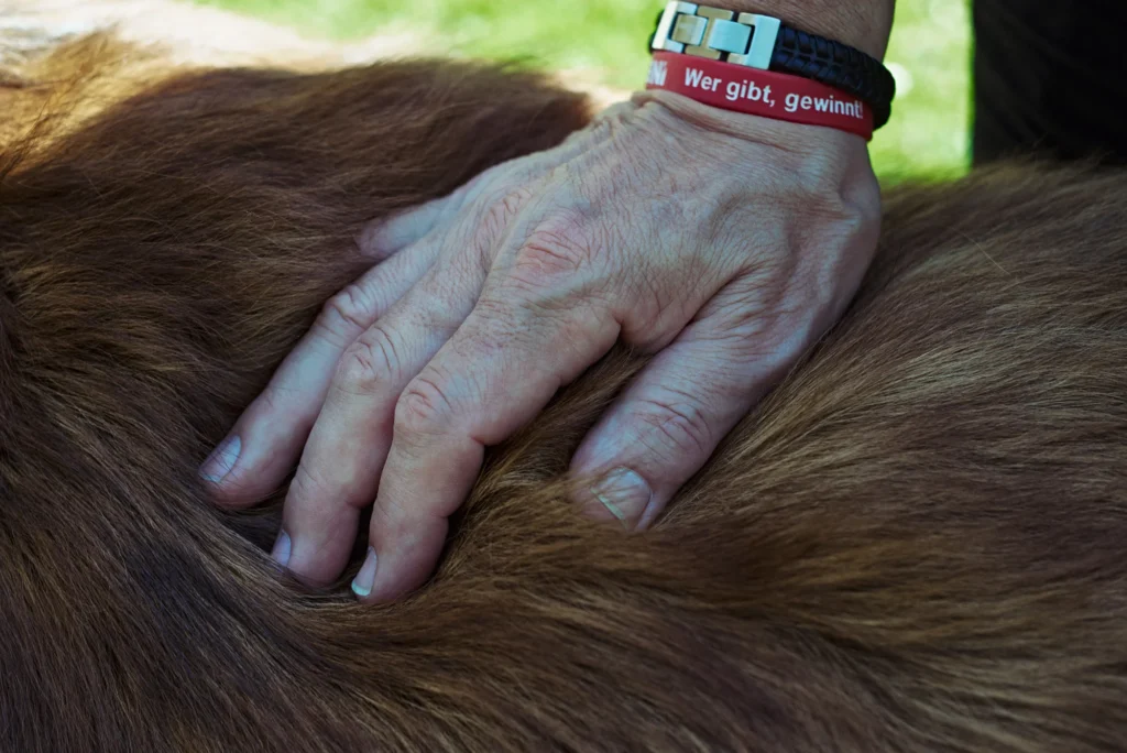 Eine ältere Hand ruht sanft auf dem Rücken eines Hundes.